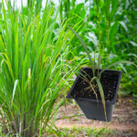 Lemongrass Plant (Cymbopogon citratus) in 2.5-inch Pot - Organic Live Lemongrass Plant for Thai Cooking