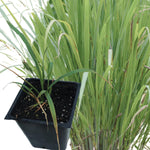 Lemongrass Plant (Cymbopogon citratus) in 2.5-inch Pot - Organic Live Lemongrass Plant for Thai Cooking