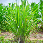 Lemongrass Plant (Cymbopogon citratus) in 2.5-inch Pot - Organic Live Lemongrass Plant for Thai Cooking