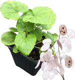 Annual Honesty Plant Live (Lunaria annua) Organic Money Plant in 2.5 inch Pot | Silver Dollar Plant, Moneywort, Moonwort, Lunaria Plant Purple Flowers, Great for Dried Arrangements