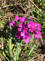 Annual Honesty Plant Live (Lunaria annua) Organic Money Plant in 2.5 inch Pot | Silver Dollar Plant, Moneywort, Moonwort, Lunaria Plant Purple Flowers, Great for Dried Arrangements