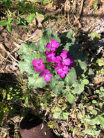 Annual Honesty Plant Live (Lunaria annua) Organic Money Plant in 2.5 inch Pot | Silver Dollar Plant, Moneywort, Moonwort, Lunaria Plant Purple Flowers, Great for Dried Arrangements