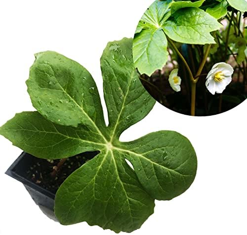 Mayapple (Podophyllum peltatum) Organic Plant in 2.5-inch Pot - American Mandrake, Duck's Foot, Hog Apple, May Apple, May-Apple, Umbrella Leaf by Smoke Camp Crafts