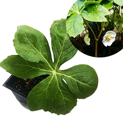 Mayapple (Podophyllum peltatum) Organic Plant in 2.5-inch Pot - American Mandrake, Duck's Foot, Hog Apple, May Apple, May-Apple, Umbrella Leaf by Smoke Camp Crafts