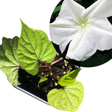 Moon Flower (Ipomoea alba) Organic Live Plant in 2.5-inch Pot by Smoke Camp Crafts - Moonflower, Moonvine, Tropical White Morning Glory