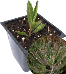 Mother of Thousands (Kalanchoe daigremontiana) Plant in 2.5-inch Pot - Organic Easy-to-Grow Succulent House Plant by Smoke Camp Crafts