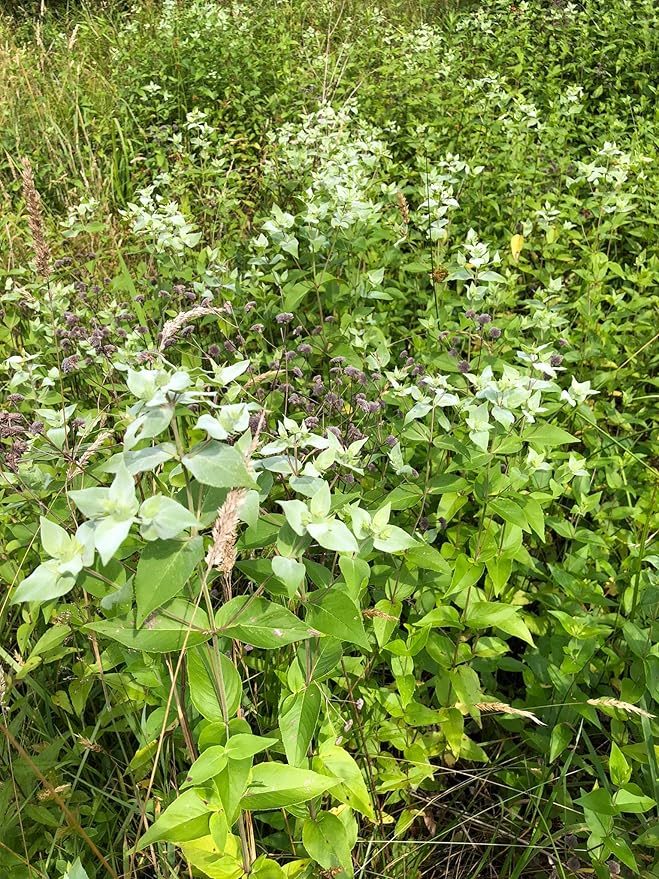mint family plant harvested for its seeds Mountain Mint, Blunt Seeds (Pycnanthemum muticum) 1000 Seeds (0.1 gram – Smoke Camp Crafts