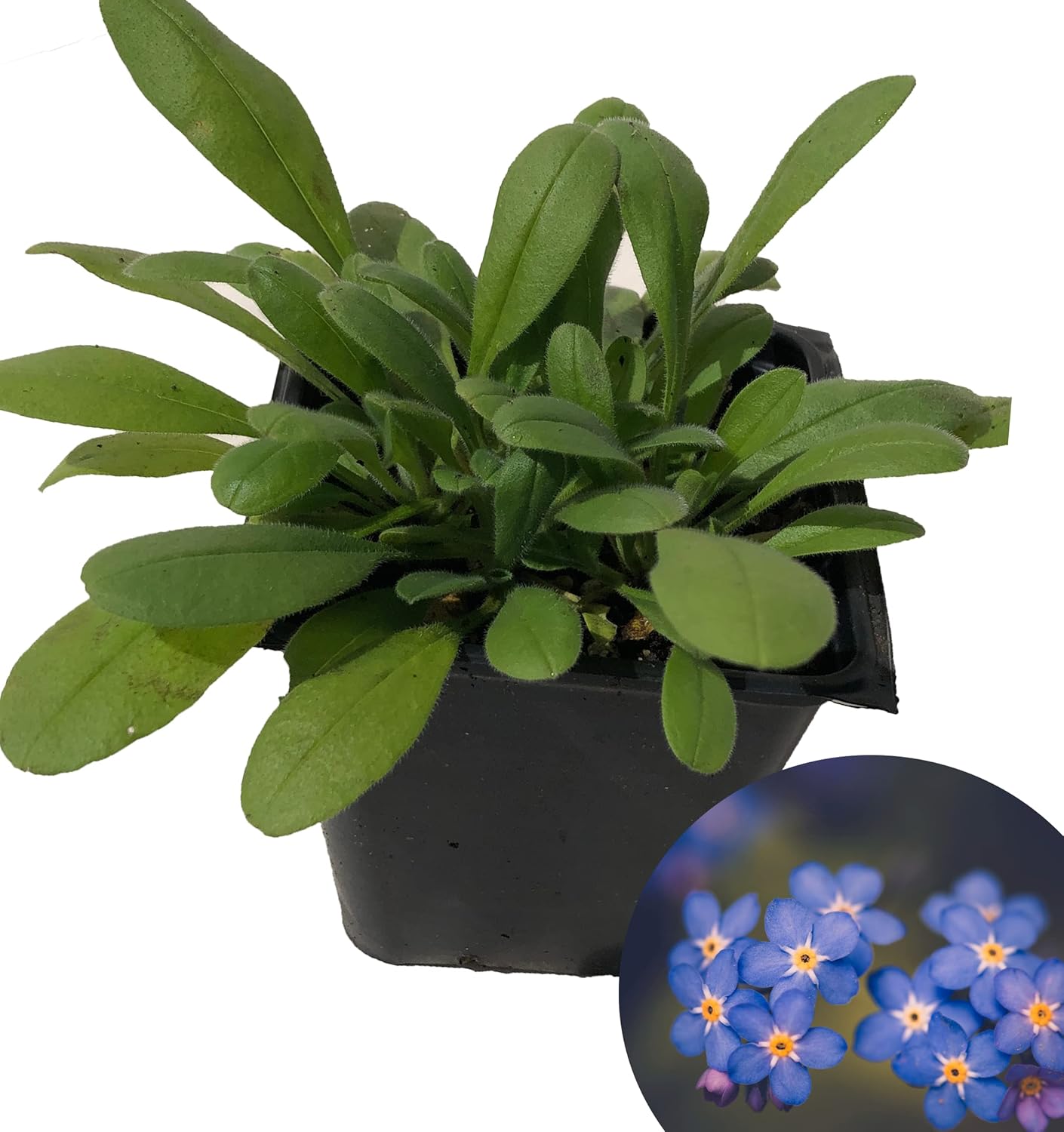 Organic Forget-Me-Not (Myosotis alpestris) Plant in 2.5-inch Pot by Smoke Camp Crafts