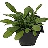 Organic Forget-Me-Not (Myosotis alpestris) Plant in 2.5-inch Pot by Smoke Camp Crafts
