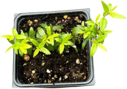 Organic Green Myrtle (Myrtus communis) in 2.5-inch Pot by Smoke Camp Crafts - Common Myrtle, Sweet Myrtle, True Myrtle