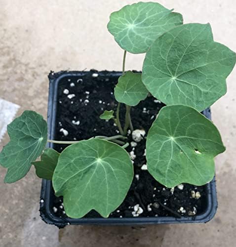 Nasturtium, Jewel Mix (Tropaeolum majus) Organic Plant in 2.5-inch Pot by Smoke Camp Crafts - Cottage Garden Delight