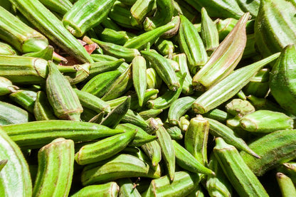 Okra, Clemson Spineless (Abelmoschus esculentus) Organic Plant in 2.5-inch Pot by Smoke Camp Crafts