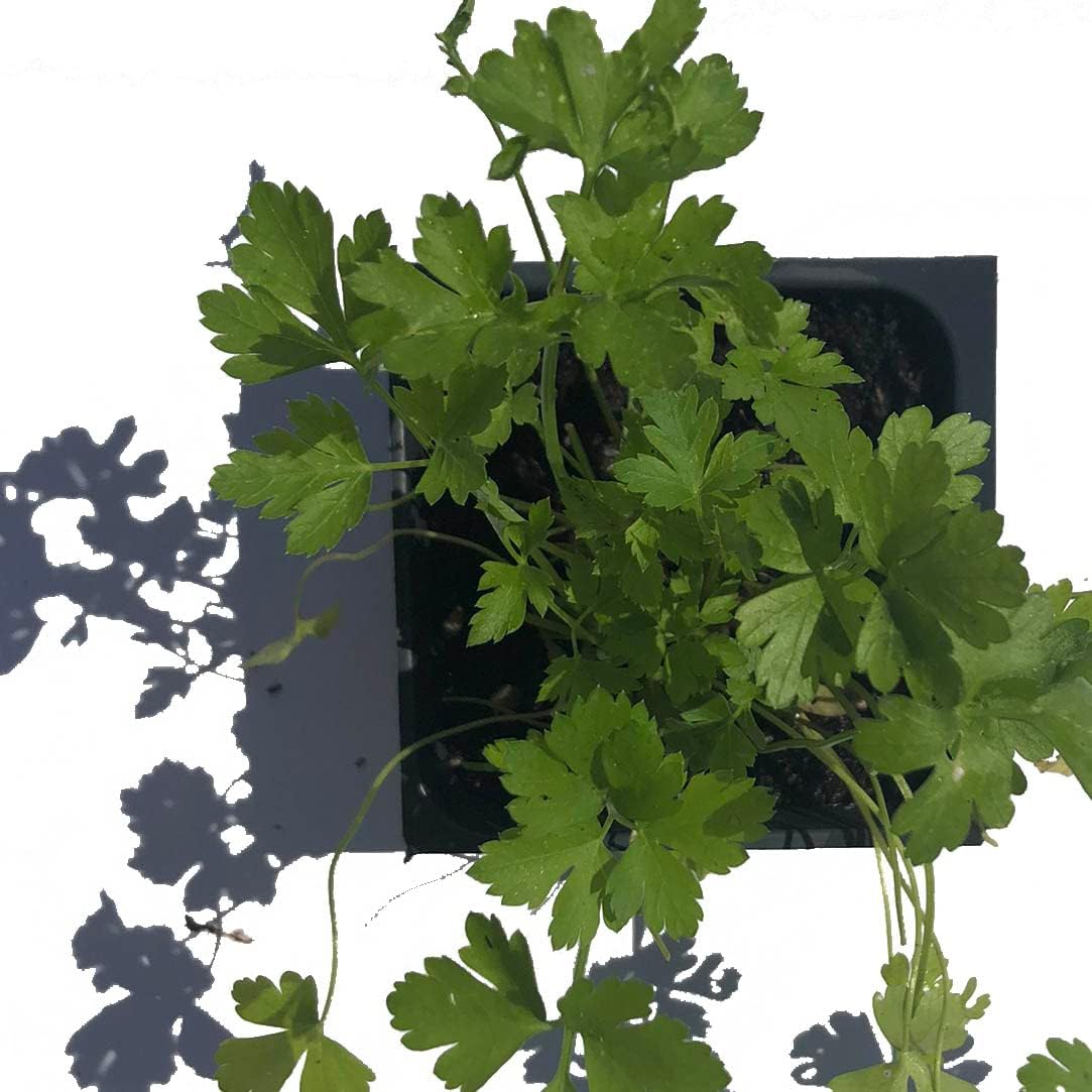 Italian Flat-Leaved Parsley Seeds (Petroselenium crispum) 1500 Organic Seeds (10 Grams) - Garnish, Tabbouleh, Fresh Herb, Window Garden Seeds