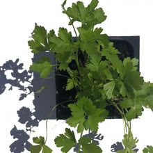Italian Flat-Leaved Parsley Seeds (Petroselenium crispum) 1500 Organic Seeds (10 Grams) - Garnish, Tabbouleh, Fresh Herb, Window Garden Seeds