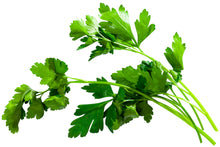 Italian Flat-Leaved Parsley Seeds (Petroselenium crispum) 1500 Organic Seeds (10 Grams) - Garnish, Tabbouleh, Fresh Herb, Window Garden Seeds