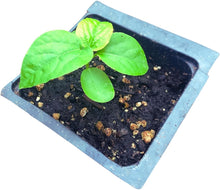 Passionflower (Passiflora incarnata) Organic Plant in 2.5-inch Pot by Smoke Camp Crafts - Maypop, North American Native