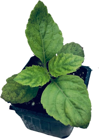 Smoke Camp Crafts Organic Live Patchouli Plant, (Pogostemon Patchouli) in 2.5 inch Pot | Fragrant Hippie Herb