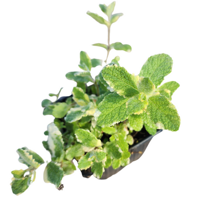 Organic Pineapple Mint (Mentha suaveolens) Live Plant in 2.5-inch Pot by Smoke Camp Crafts - Variegated Pineapple-Scented Mint