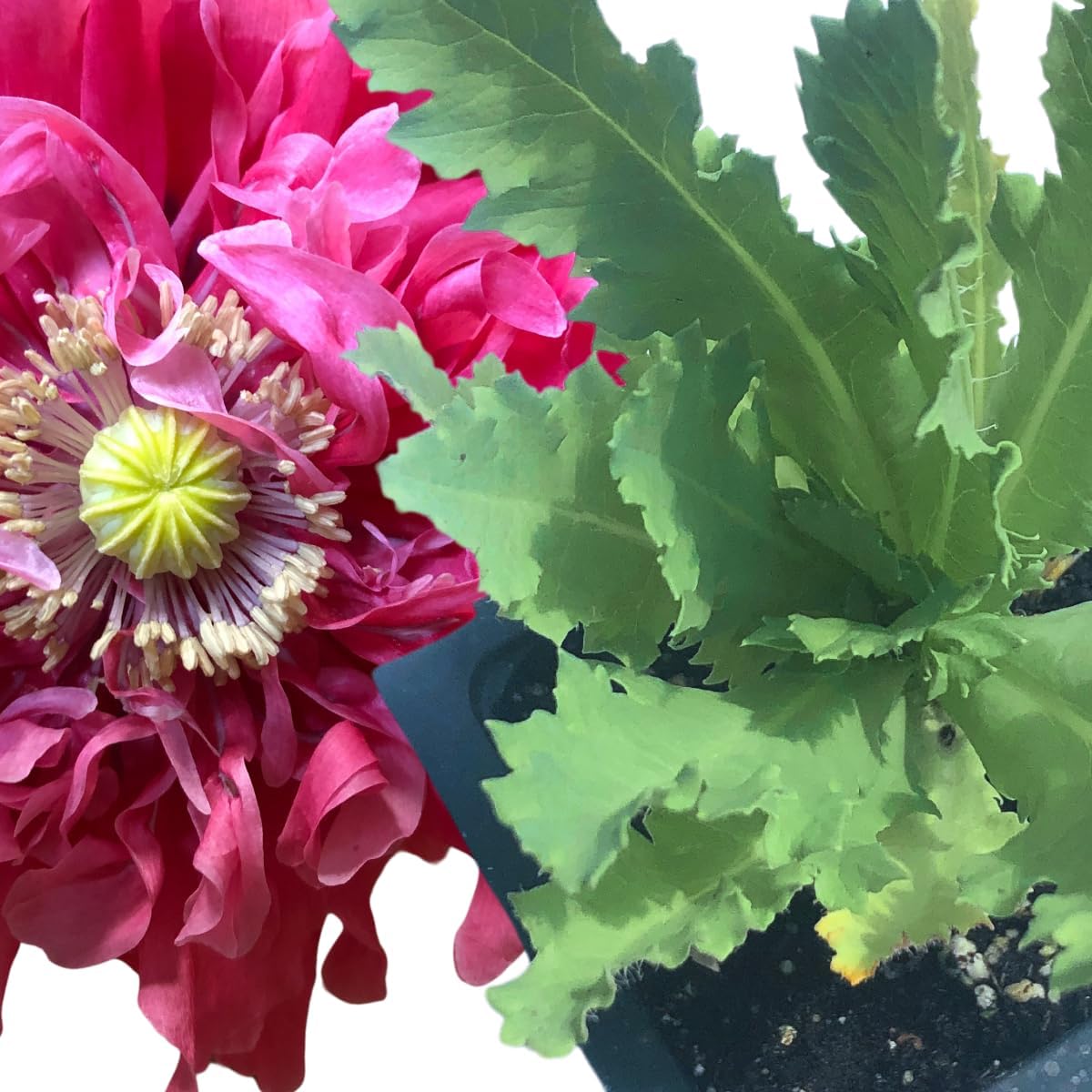 Pink Poppy (Papaver somniferum) Organic Live Plant in 2.5-inch Pot - Mary Jane's Pink Poppy