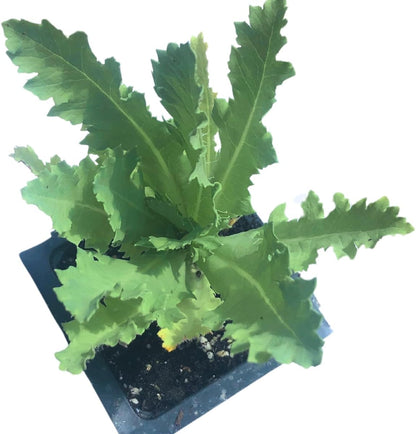 Pink Poppy (Papaver somniferum) Organic Live Plant in 2.5-inch Pot - Mary Jane's Pink Poppy