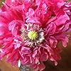 Pink Poppy (Papaver somniferum) Organic Live Plant in 2.5-inch Pot - Mary Jane's Pink Poppy