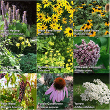 Pollinator Seed Kit, 3,000 Seeds, Organic Perennial Wildflower Seeds, Colourful Flower Garden Seeds, 9 Seed Packets - Smoke Camp Crafts