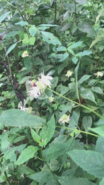 Bee Balm Seeds (Monarda Fistulosa) seeds - Organic - 0.1 grams, 100 seeds by Smoke Camp Crafts