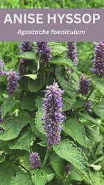 Organic Anise Hyssop (Agastache foeniculum) in 2.5-inch Pot