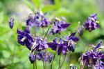 Purple Columbine Plant (Aquilegia Canadensis L) 2.5 inch Pot -  Organic Pollinator Garden Plant, Perennial Plant