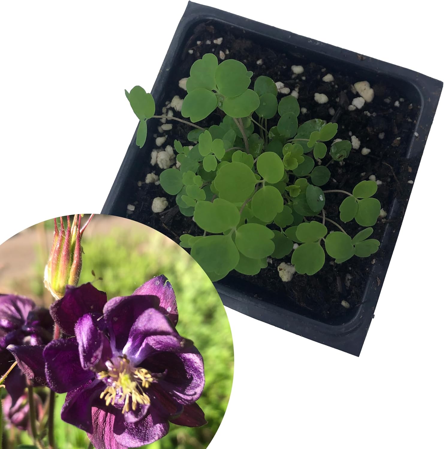 can you plant columbine in pots Purple Columbine Plant (Aquilegia Canadensis L) 2.5 inch Pot