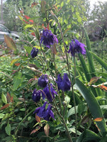 Purple Columbine Plant (Aquilegia Canadensis L) 2.5 inch Pot -  Organic Pollinator Garden Plant, Perennial Plant