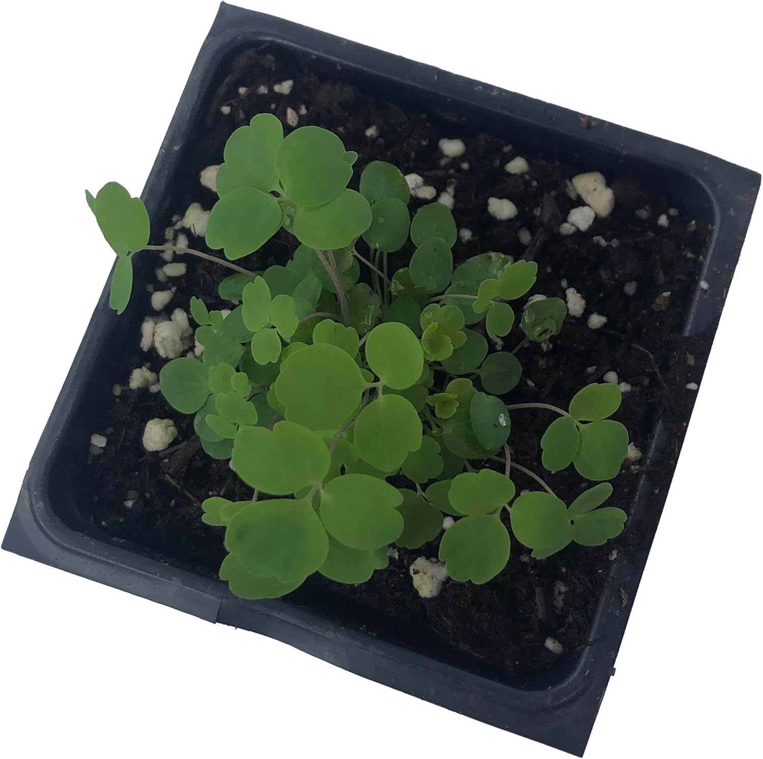 can you plant columbine in a pot Purple Columbine Plant (Aquilegia Canadensis L) 2.5 inch Pot