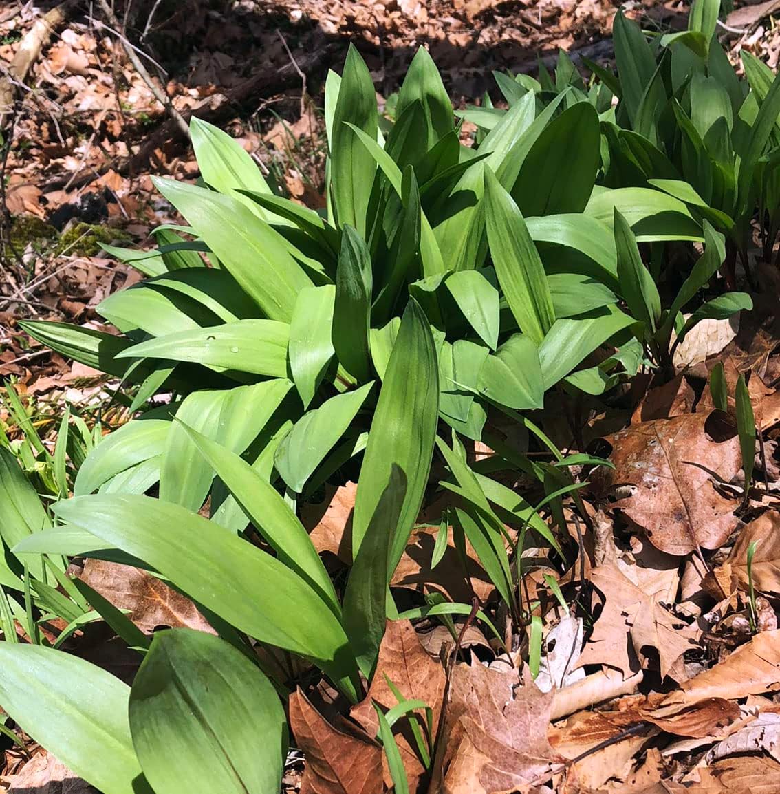 Planting Ramps Ramps Plant, (Allium tricoccum) 2.5 inch Pot - Organic Wild Leek for P ...