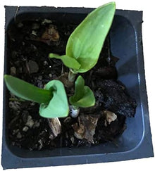 Ramps Plant, (Allium tricoccum) 2.5 inch Pot -  Organic Wild Leek for Planting - Start Your own ramp Patch! Appalachian Delight!