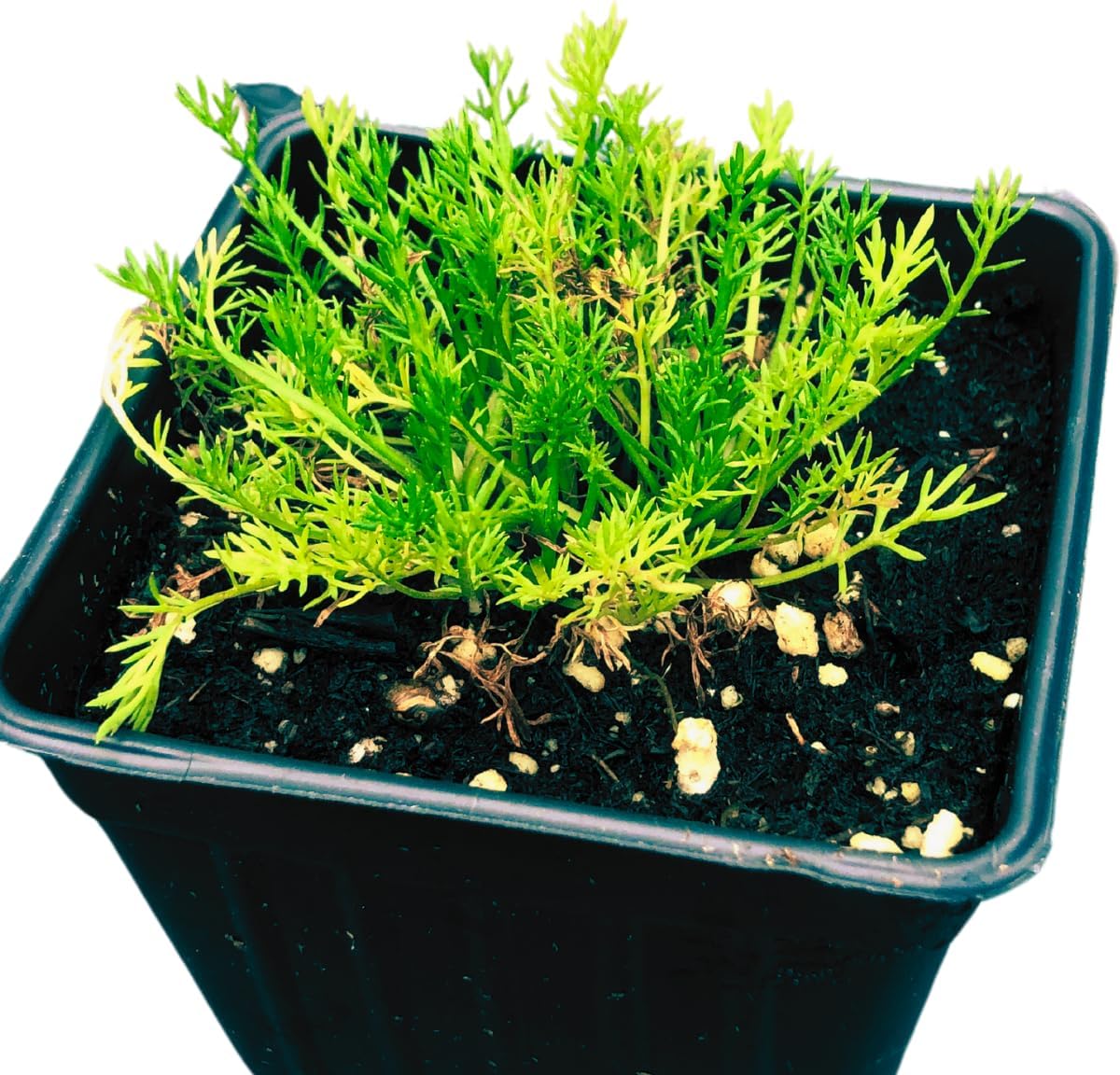 Chamomile, Roman (Chamaemelum nobile) Organic Plant in 2.5-inch Pot - Perennial chamomile
