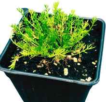Chamomile, Roman (Chamaemelum nobile) Organic Plant in 2.5-inch Pot - Perennial chamomile