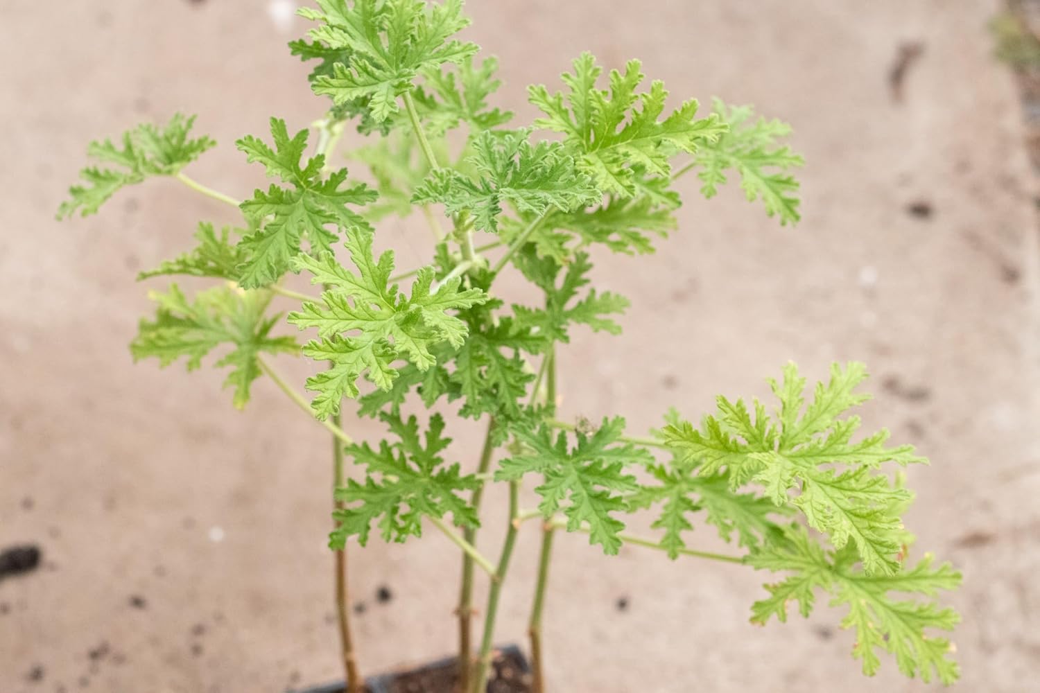 strongly scented pot plant Geranium Attar of Roses (Pelargonium capitatum) Live Plant in 2.5 inch Pot