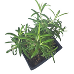 Upright Rosemary Plant, (Rosemarinus officinalis) 2.5 inch Pot