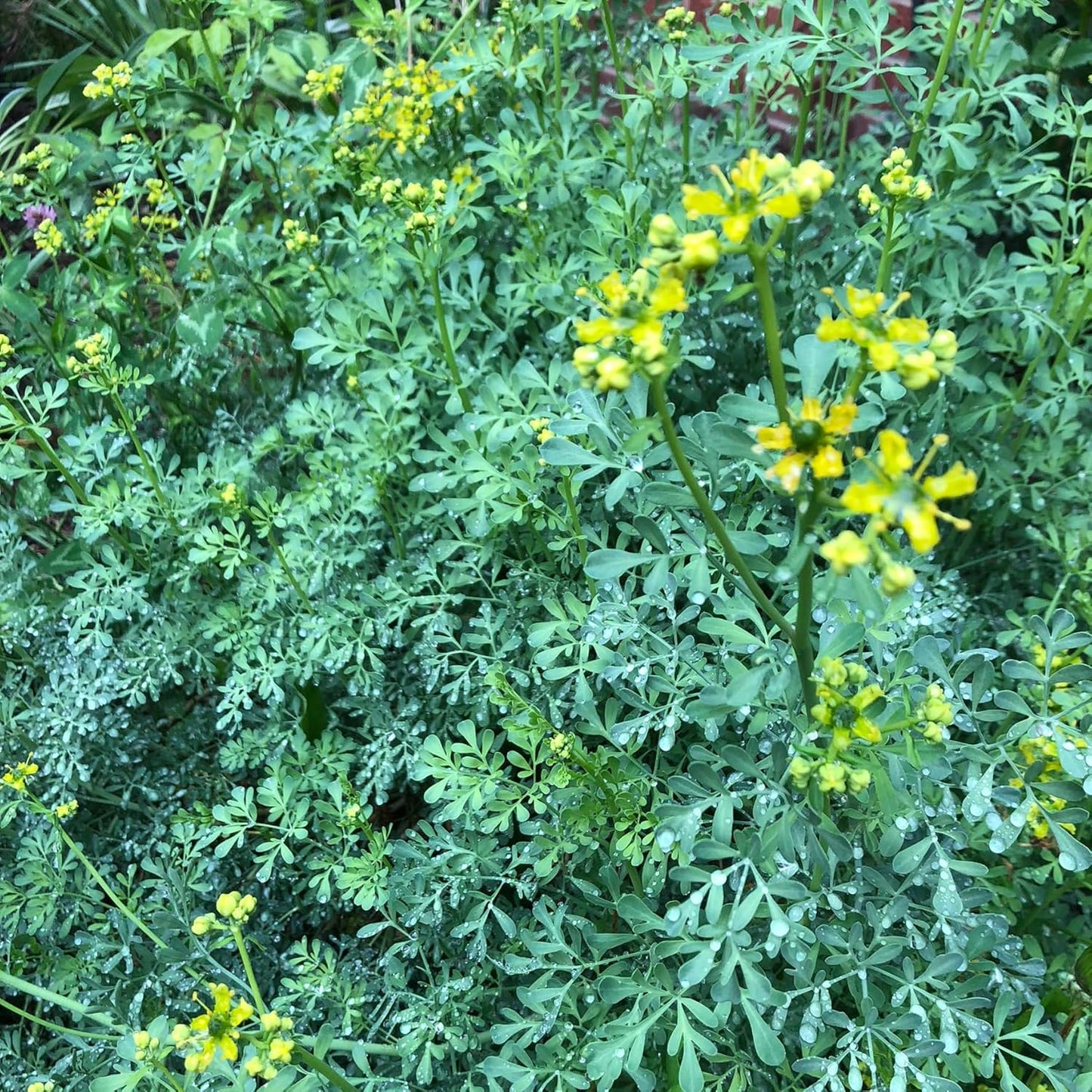 Rue (Ruta graveolens) Organic Plant in 2.5-inch Pot by Smoke Camp Crafts - Common Rue, Garden Rue, German Rue, Herb-of-Grace, Herbe à la Belle-Fille, Herbe de Grâce