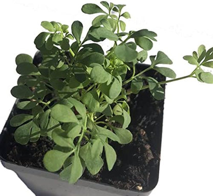 Rue (Ruta graveolens) Organic Plant in 2.5-inch Pot by Smoke Camp Crafts - Common Rue, Garden Rue, German Rue, Herb-of-Grace, Herbe à la Belle-Fille, Herbe de Grâce