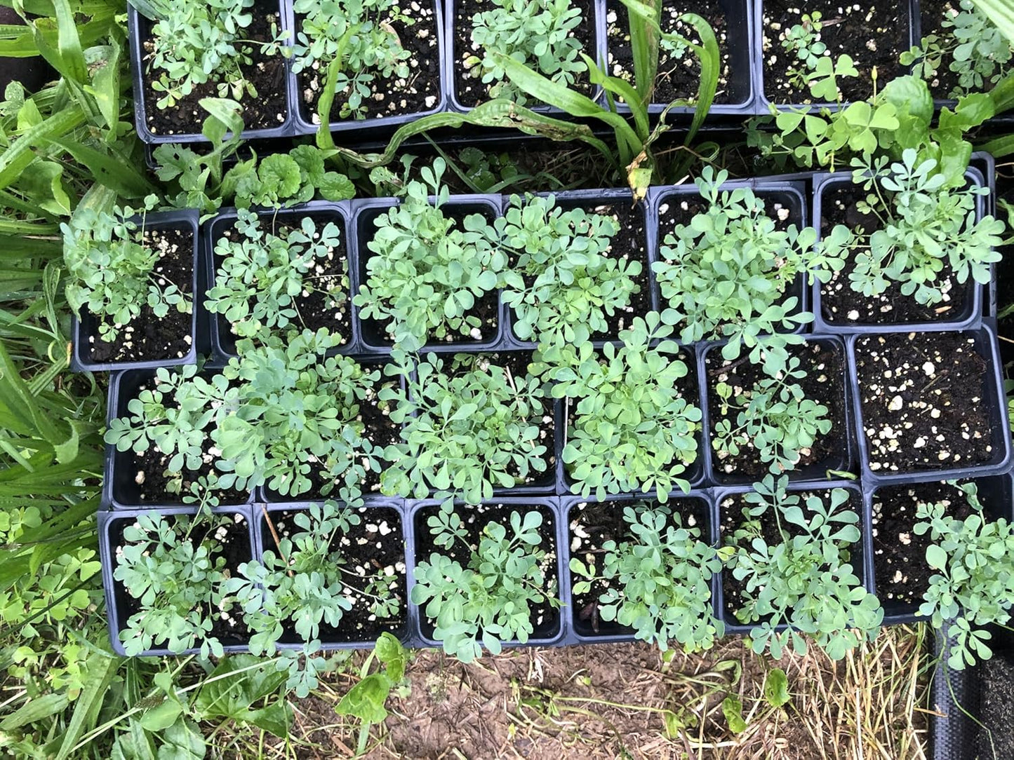 Rue (Ruta graveolens) Organic Plant in 2.5-inch Pot by Smoke Camp Crafts - Common Rue, Garden Rue, German Rue, Herb-of-Grace, Herbe à la Belle-Fille, Herbe de Grâce
