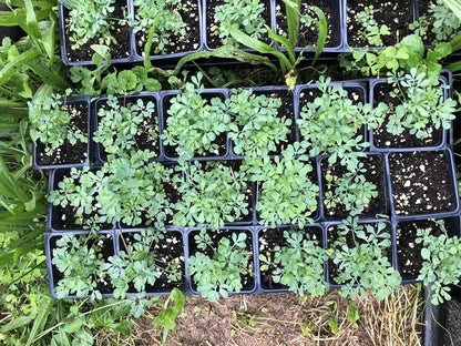 Rue (Ruta graveolens) Organic Plant in 2.5-inch Pot by Smoke Camp Crafts - Common Rue, Garden Rue, German Rue, Herb-of-Grace, Herbe à la Belle-Fille, Herbe de Grâce