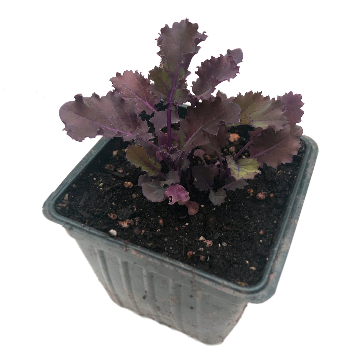 Kale, Scarlet Kale Plant in 2.5 Inch Pot (Brassica oleracea, VAR Acephala) - Organic Live Winter Greens Crop Plant