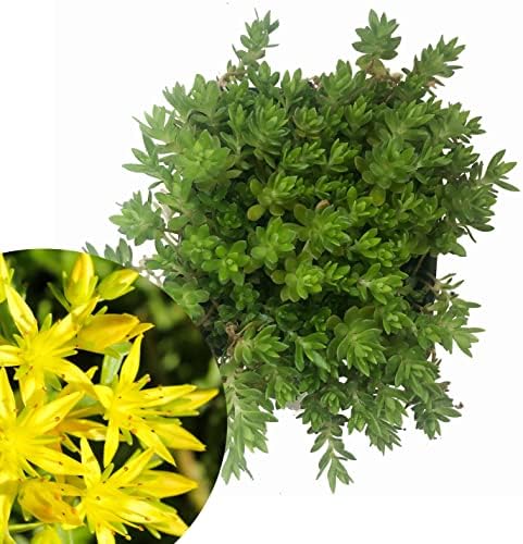 stonecrop succulent plants Smoke Camp Crafts Organic Gold Moss Stonecrop Sedum Live Plant (Sedum sarmentosum) 2.5 inch Pot