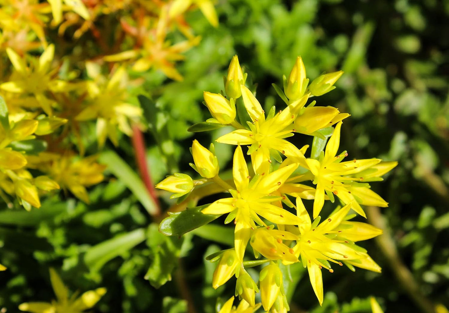 Gold Moss Stonecrop (Sedum sarmentosum) Organic Plant in 2.5-inch Pot by Smoke Camp Crafts -