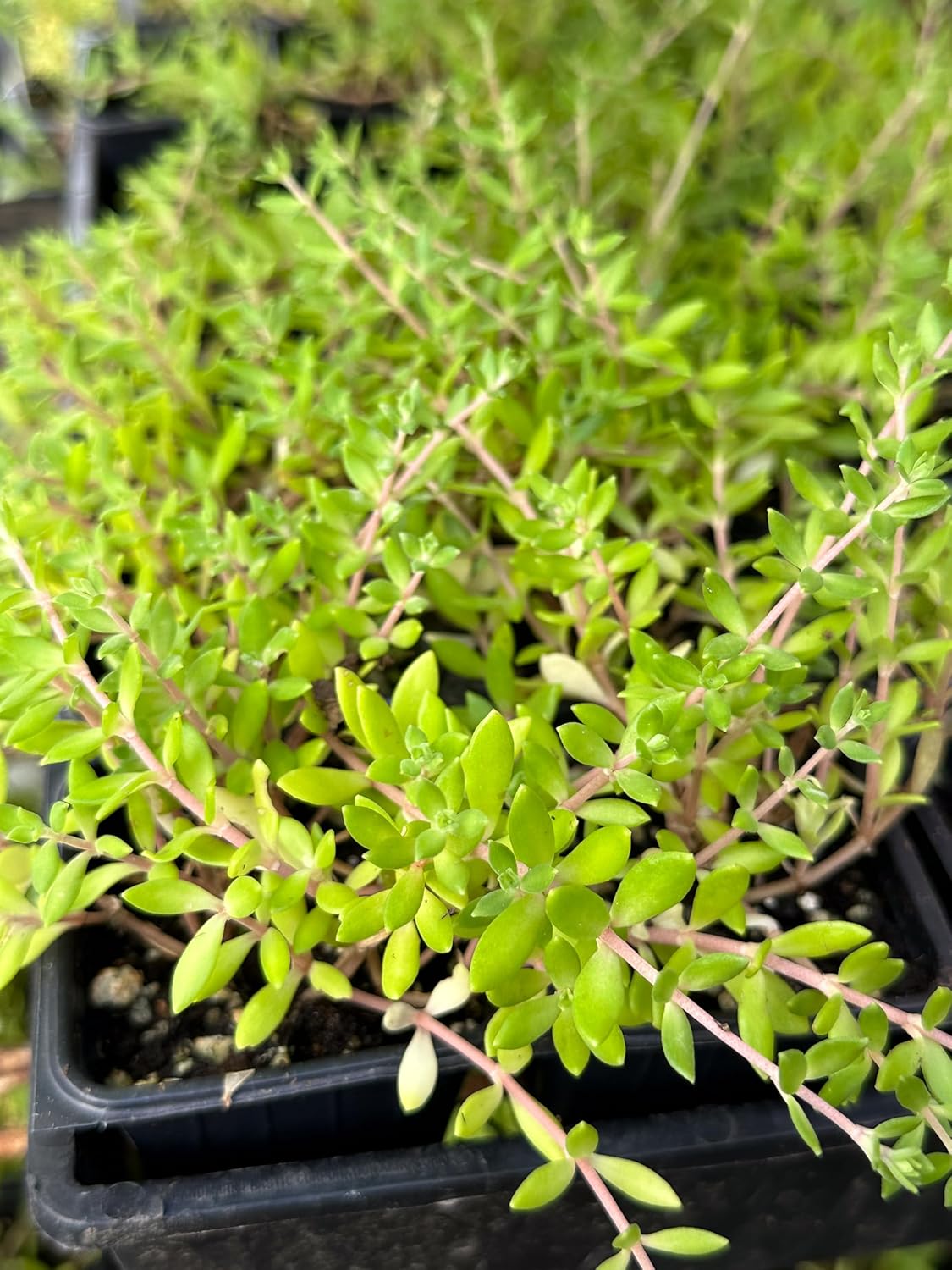 sedum golden moss succulent Smoke Camp Crafts Organic Gold Moss Stonecrop Sedum Live Plant (Sedum sarmentosum) 2.5 inch Pot
