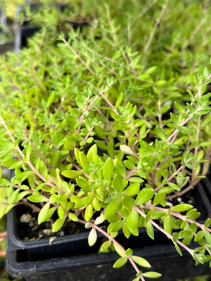 Gold Moss Stonecrop (Sedum sarmentosum) Organic Plant in 2.5-inch Pot by Smoke Camp Crafts -