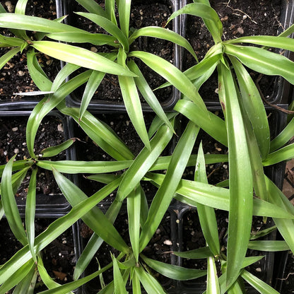 spider plant that purifies air Shamrock Spider Plant (Chlorophytum comosum) 2.5 inch Pot - Non-Variegated, Solid Green Spider Plant