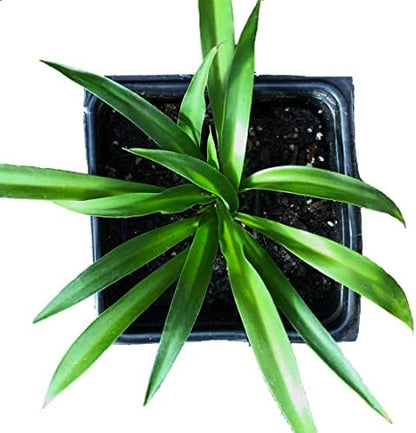 spider plants purify air Shamrock Spider Plant (Chlorophytum comosum) 2.5 inch Pot - Non-Variegated, Solid Green Spider Plant