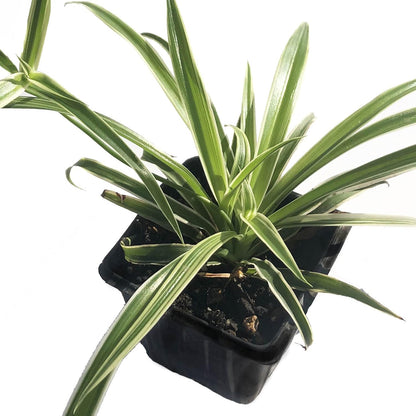 Spider Plant (Chlorophytum comosum 'Reverse Variegatum') Organic Plant in 2.5-Inch Pot by Smoke Camp Crafts - Airplane Plant, Ribbon Plant